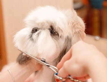 How Often Should You Take Your Dog to the Groomer?